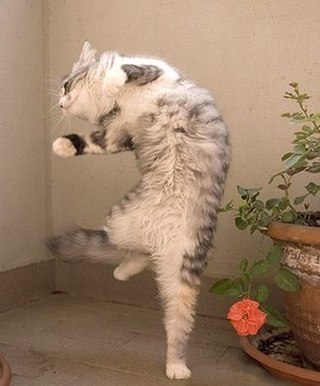 Котовторник  27.10.2015