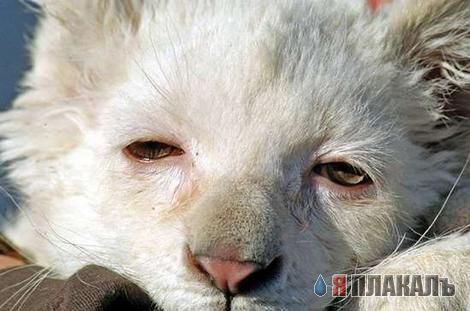 Коты, кошки, котята