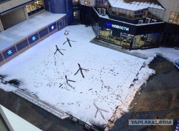 Весёлые картинки