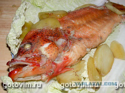 Любители морского окуня страшны в гневе