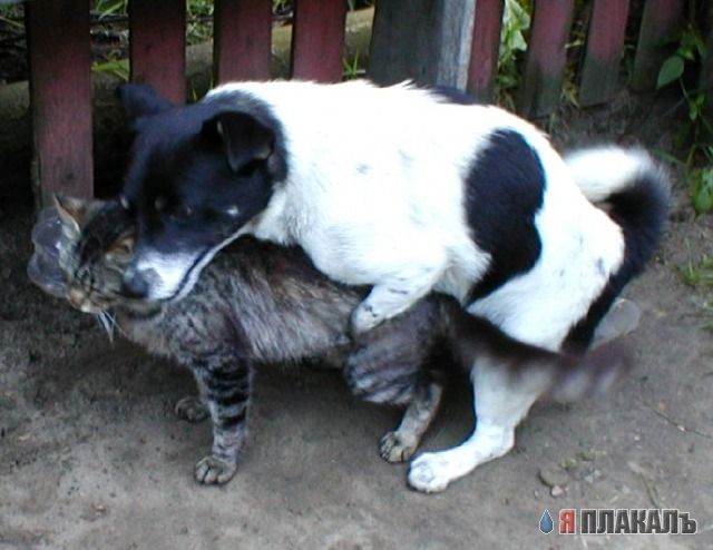 Секс у зверей
