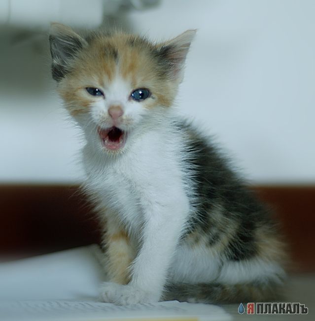 Коты, кошки, котята