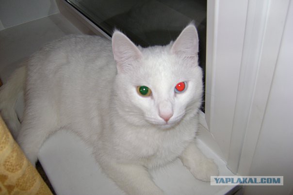 Те, которым мы помогли.