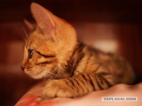 Котовторник  01.03.2016