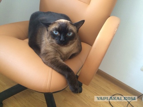 Выборка фотогеничных котэнов
