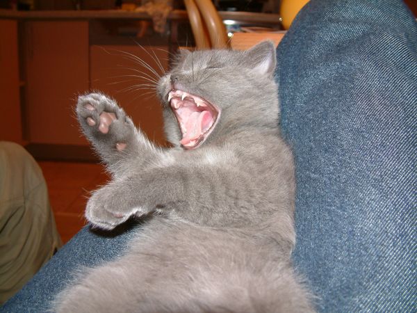 Коты, кошки, котята