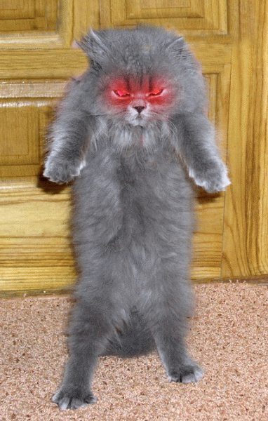 Коты, кошки, котята
