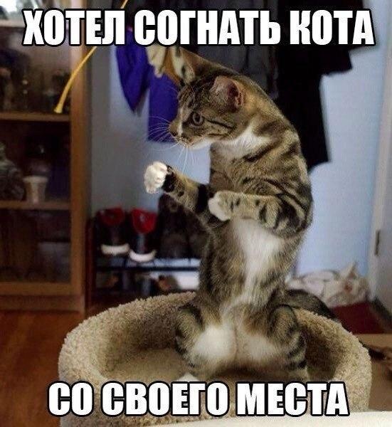 Божьи твари