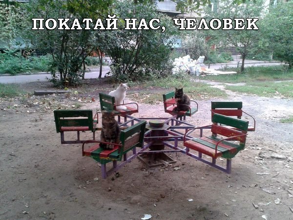 Прикольные животные