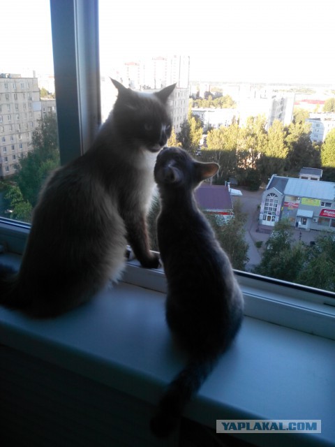 Котовторник 25.10. 2016