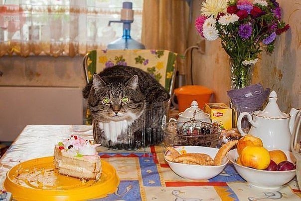 Коты из сети