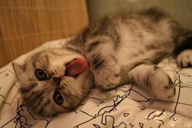 Коты из сети