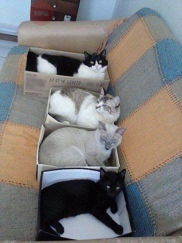 Коты из сети