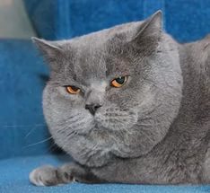 Котовторник 03.01.2017, первый в 2017!