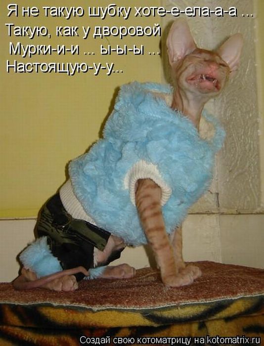 Прохожу мимо спящей котейки, и думаю что с ней?