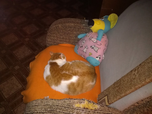 Котовторник 14.03.2017
