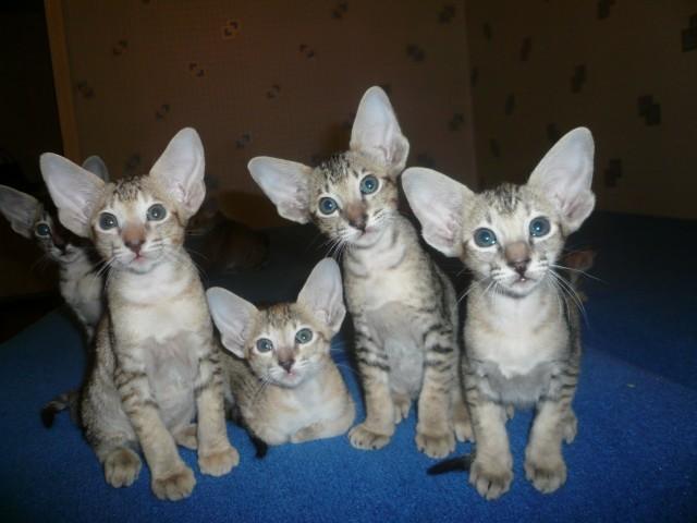 Коты и Кошки