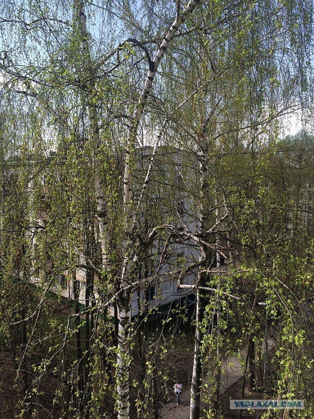Мир, труд, май! на улице -2, еще час назад была зеленая трава и ясное небо! Сибирь!