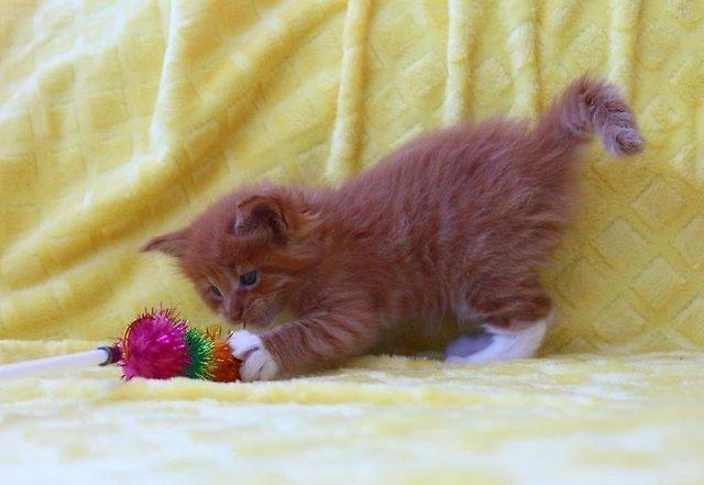 Коты и Кошки