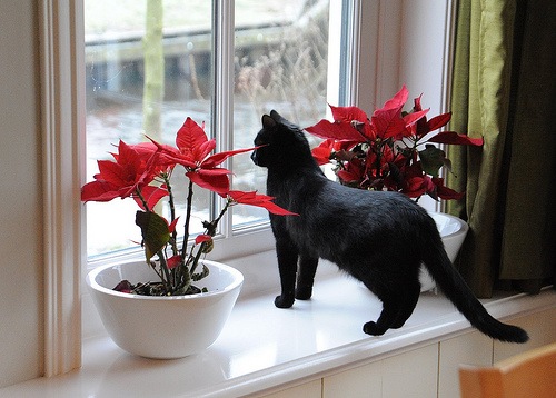 Коты и Кошки