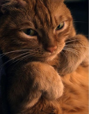 Коты и Кошки