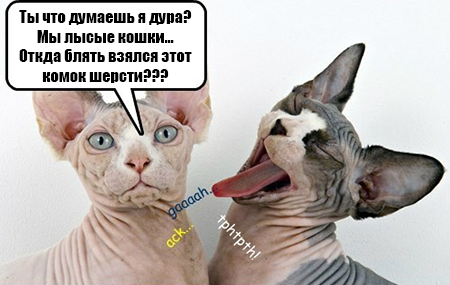 Откуда взялись лысые кошки?
