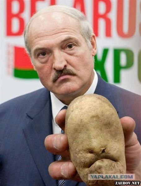 На своем подворье Александр Лукашенко собрал 105 тонн картофеля