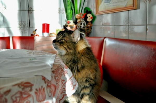24 кота, которые подняли дерзость на новый уровень