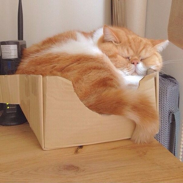 Коты и Кошки
