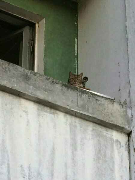 Прикольных котов пост