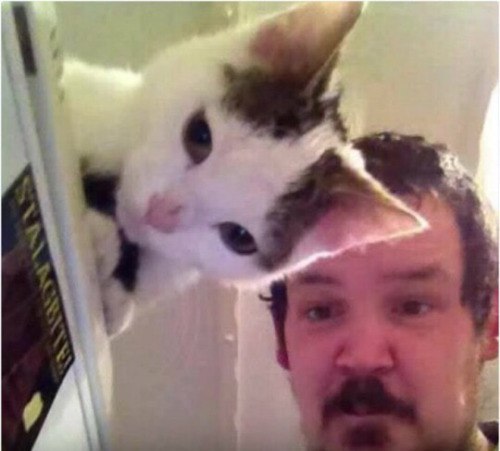 Прикольных котов пост