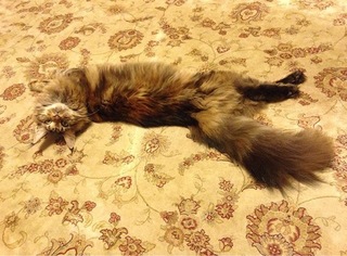 Про кота