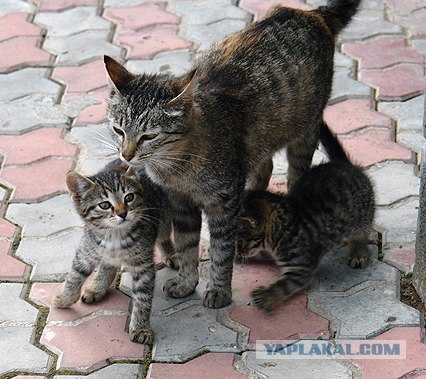 Ура, котовторник! (01.07.2008)