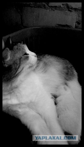 Внимание! На ЯПе КОТОВТОРНИК. 23.09.08.