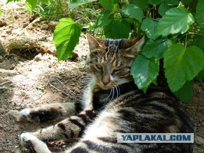Котовторник!