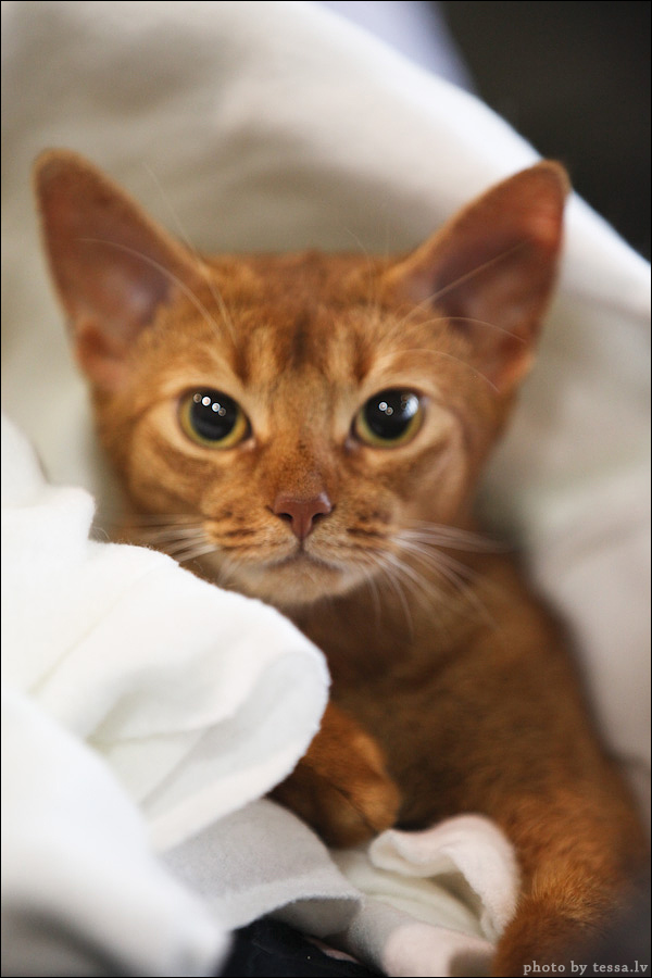 Котовторник! 08.11.11