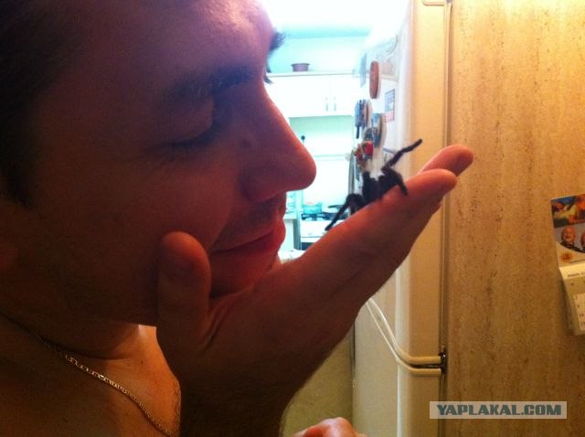 Поговорим о тараканах!