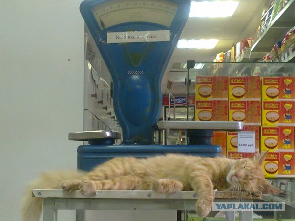 Котовторник 20.03.2012