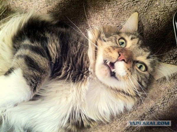 Котовторник 24.07.2012