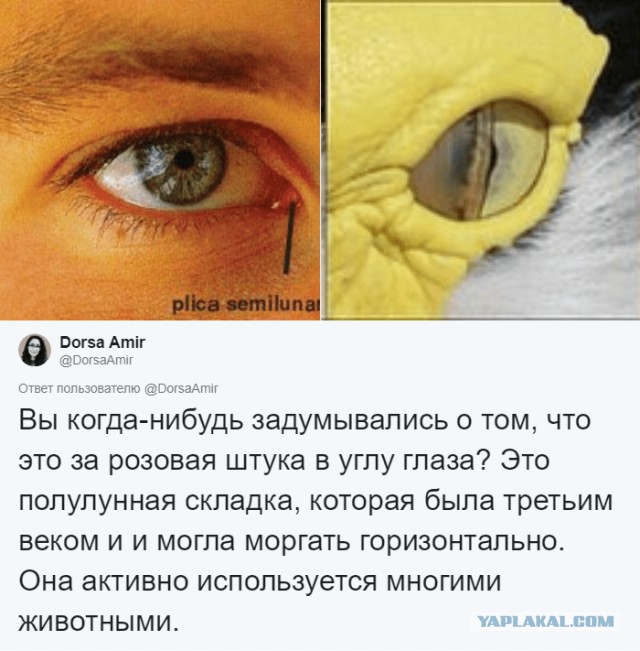 Антрополог рассказала, какие органы в человеческом теле лишние и для чего они были нужны раньше