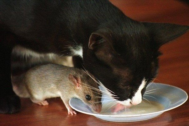 Подборка интересных и веселых картинок 15.04.19