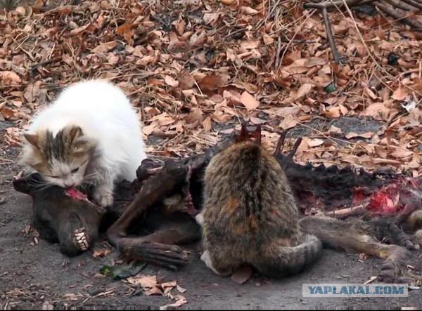Аж кровь стынет в жилах...