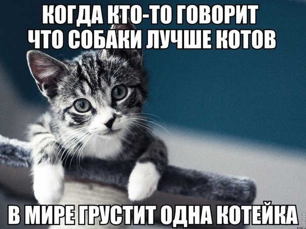Кане-корсо - грозный охранник с душой бабочки