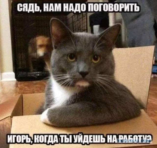 Коты уже не могут дождаться, пока люди вернутся обратно на работу