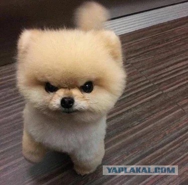 Вот для чего нужны собаки в доме