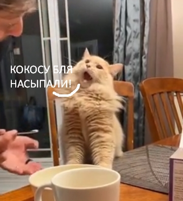 Реакция кота впервые попробовавшего мороженое