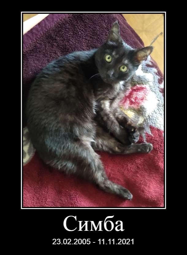 Котовторнику быть
