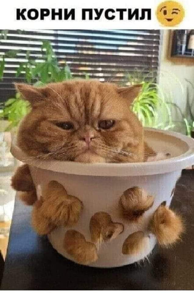 К котофторнику