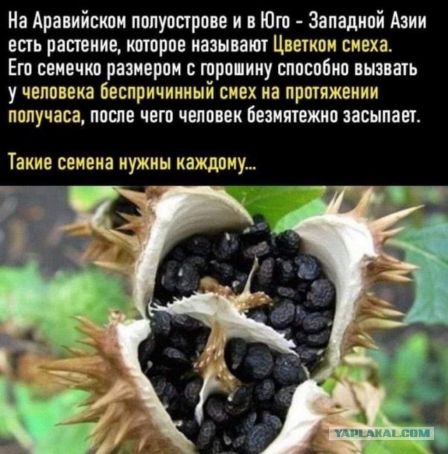 Картинки и мемы для настроения - 119
