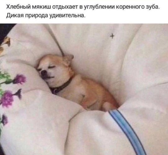 Весёлый полтишок 23.06.24